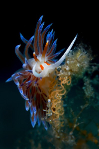 This [:b:]free climber[:/b:] ( Cratena peregrina ) produc... by Roland Bach 